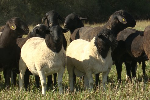 Visita a Cabaña Ovina  Las Tunas en Feliciano - Alta Calidad y Genetica de confianza