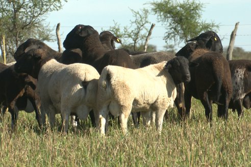 Visita a Cabaña Ovina  Las Tunas en Feliciano - Alta Calidad y Genetica de confianza