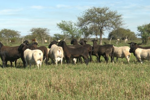 Visita a Cabaña Ovina  Las Tunas en Feliciano - Alta Calidad y Genetica de confianza