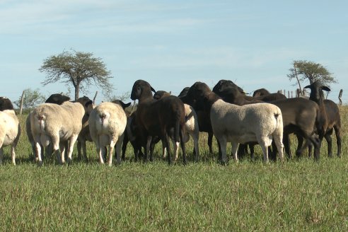 Visita a Cabaña Ovina  Las Tunas en Feliciano - Alta Calidad y Genetica de confianza