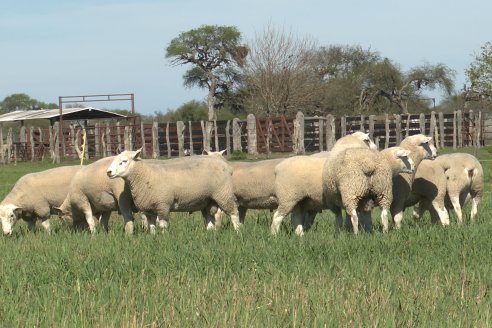 Visita a Cabaña Ovina  Las Tunas en Feliciano - Alta Calidad y Genetica de confianza