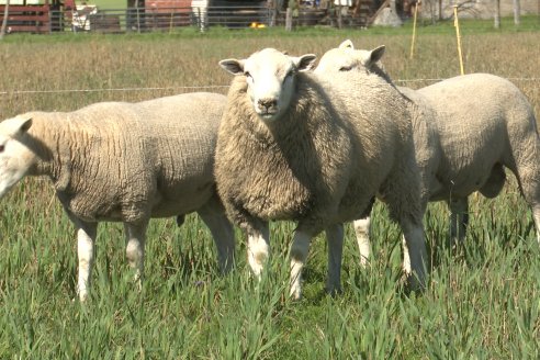 Visita a Cabaña Ovina  Las Tunas en Feliciano - Alta Calidad y Genetica de confianza