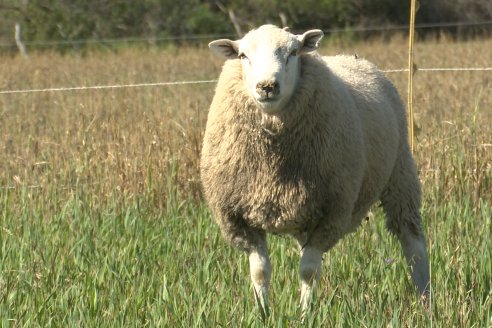 Visita a Cabaña Ovina  Las Tunas en Feliciano - Alta Calidad y Genetica de confianza