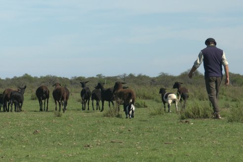 Visita a Cabaña Ovina  Las Tunas en Feliciano - Alta Calidad y Genetica de confianza