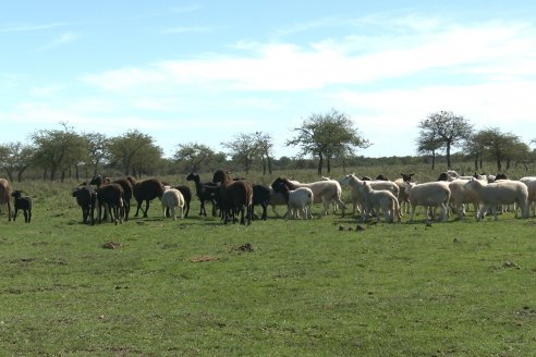 Visita a Cabaña Ovina  Las Tunas en Feliciano - Alta Calidad y Genetica de confianza