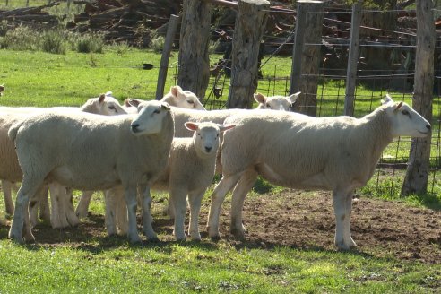 Visita a Cabaña Ovina  Las Tunas en Feliciano - Alta Calidad y Genetica de confianza