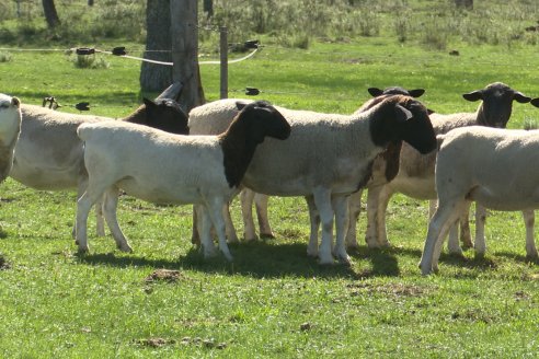 Visita a Cabaña Ovina  Las Tunas en Feliciano - Alta Calidad y Genetica de confianza