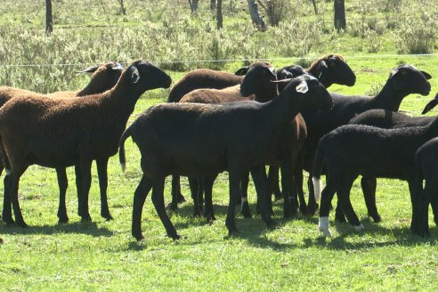 Visita a Cabaña Ovina  Las Tunas en Feliciano - Alta Calidad y Genetica de confianza