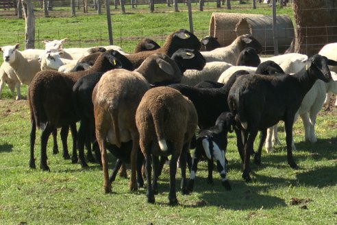 Visita a Cabaña Ovina  Las Tunas en Feliciano - Alta Calidad y Genetica de confianza