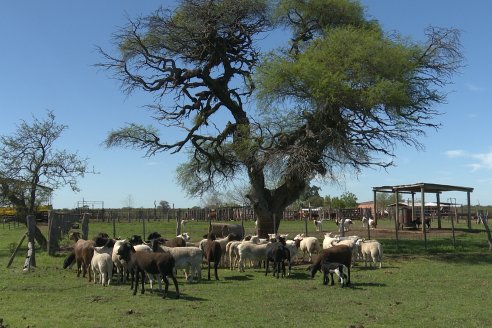 Visita a Cabaña Ovina  Las Tunas en Feliciano - Alta Calidad y Genetica de confianza