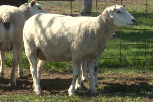 Visita a Cabaña Ovina  Las Tunas en Feliciano - Alta Calidad y Genetica de confianza