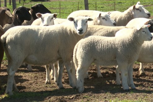 Visita a Cabaña Ovina  Las Tunas en Feliciano - Alta Calidad y Genetica de confianza