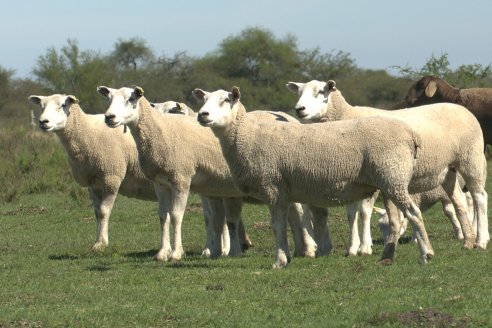 Visita a Cabaña Ovina  Las Tunas en Feliciano - Alta Calidad y Genetica de confianza