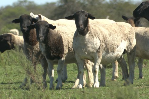 Visita a Cabaña Ovina  Las Tunas en Feliciano - Alta Calidad y Genetica de confianza