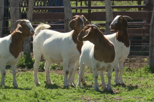 Visita a Cabaña Ovina  Las Tunas en Feliciano - Alta Calidad y Genetica de confianza