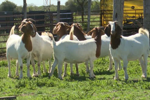 Visita a Cabaña Ovina  Las Tunas en Feliciano - Alta Calidad y Genetica de confianza