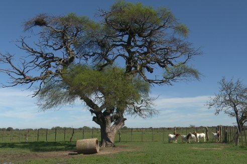 Visita a Cabaña Ovina  Las Tunas en Feliciano - Alta Calidad y Genetica de confianza