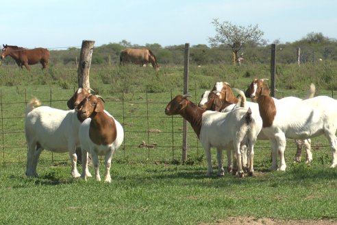 Visita a Cabaña Ovina  Las Tunas en Feliciano - Alta Calidad y Genetica de confianza