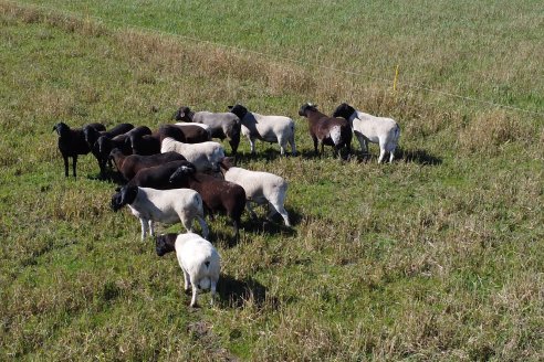 Visita a Cabaña Ovina  Las Tunas en Feliciano - Alta Calidad y Genetica de confianza