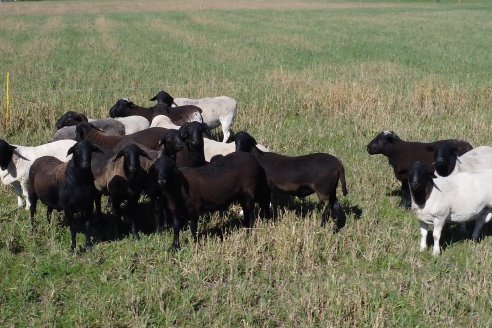 Visita a Cabaña Ovina  Las Tunas en Feliciano - Alta Calidad y Genetica de confianza