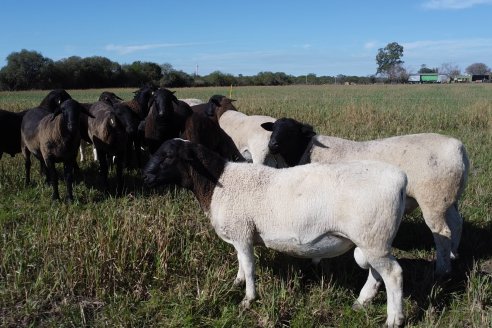 Visita a Cabaña Ovina  Las Tunas en Feliciano - Alta Calidad y Genetica de confianza