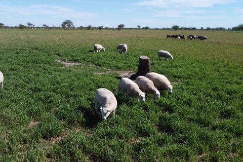 Visita a Cabaña Ovina  Las Tunas en Feliciano - Alta Calidad y Genetica de confianza