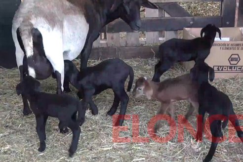 En un campo de Sauce Pinto una oveja parió cinco corderos