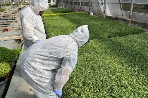 Atención horticultores: Senasa sale a fiscalizar plantineras para prevenir ataques de Virus Rugoso del Tomate