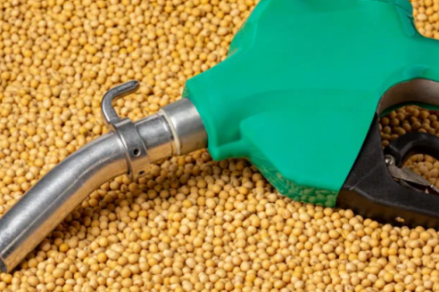 Además del cuidado ambiental que generan, los biocombustibles crean empleo y riqueza
