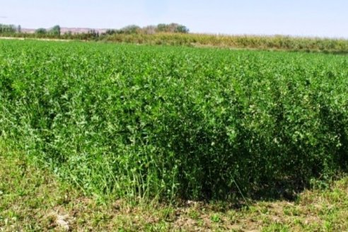 Maltén se llama la alfalfa ideal para pastoreo directo de vacunos