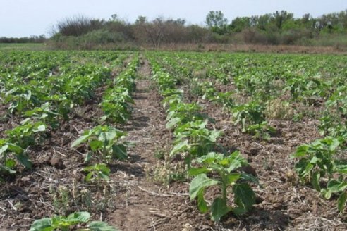 La falta de lluvias atenta contra el girasol