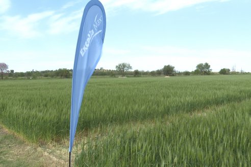 Jornada a Campo de Sumitomo-Chemical y Agrofe Campo - Presentación de Excalia Max en Victoria