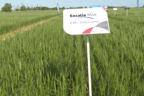 Jornada a Campo de Sumitomo-Chemical y Agrofe Campo - Presentación de Excalia Max en Victoria