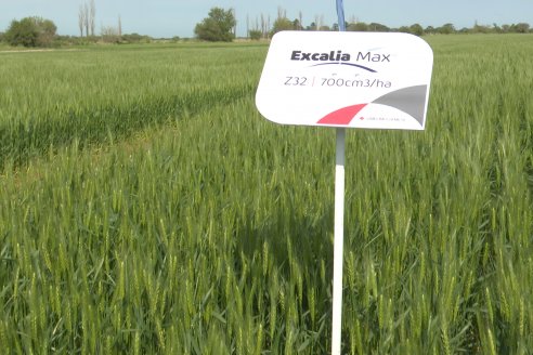 Jornada a Campo de Sumitomo-Chemical y Agrofe Campo - Presentación de Excalia Max en Victoria