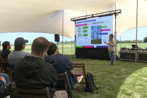 Jornada a Campo de Sumitomo-Chemical y Agrofe Campo - Presentación de Excalia Max en Victoria