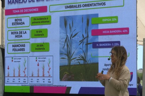 Jornada a Campo de Sumitomo-Chemical y Agrofe Campo - Presentación de Excalia Max en Victoria