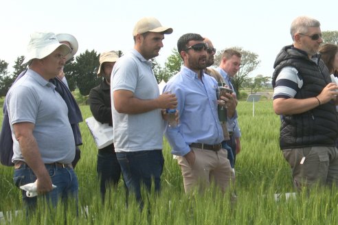 Jornada a Campo de Sumitomo-Chemical y Agrofe Campo - Presentación de Excalia Max en Victoria