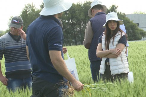 Jornada a Campo de Sumitomo-Chemical y Agrofe Campo - Presentación de Excalia Max en Victoria