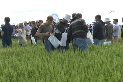 Jornada a Campo de Sumitomo-Chemical y Agrofe Campo - Presentación de Excalia Max en Victoria