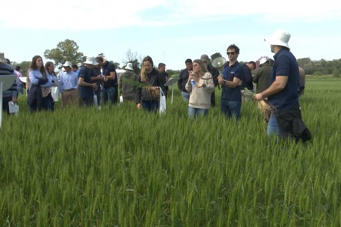 Jornada a Campo de Sumitomo-Chemical y Agrofe Campo - Presentación de Excalia Max en Victoria