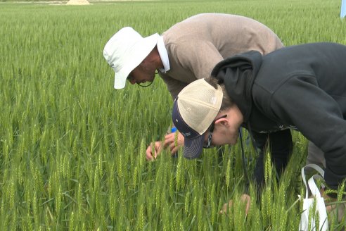 Jornada a Campo de Sumitomo-Chemical y Agrofe Campo - Presentación de Excalia Max en Victoria