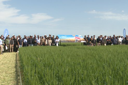 Jornada a Campo de Sumitomo-Chemical y Agrofe Campo - Presentación de Excalia Max en Victoria