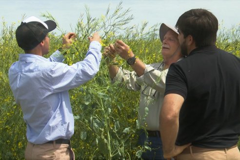 Jornada a Campo de Sumitomo-Chemical y Agrofe Campo - Presentación de Excalia Max en Victoria