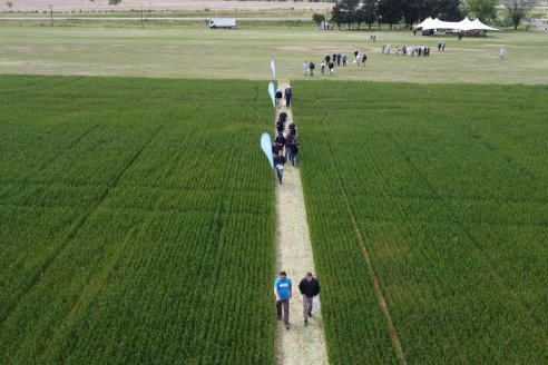 Jornada a Campo de Sumitomo-Chemical y Agrofe Campo - Presentación de Excalia Max en Victoria