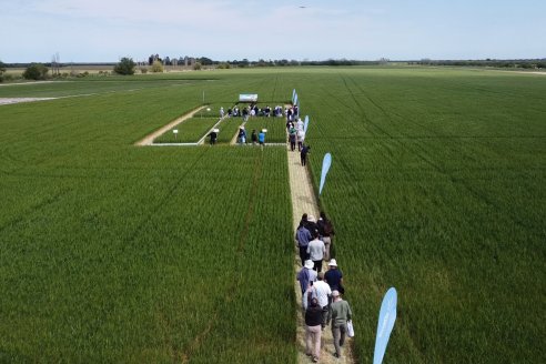 Jornada a Campo de Sumitomo-Chemical y Agrofe Campo - Presentación de Excalia Max en Victoria