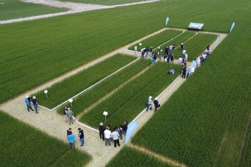 Jornada a Campo de Sumitomo-Chemical y Agrofe Campo - Presentación de Excalia Max en Victoria