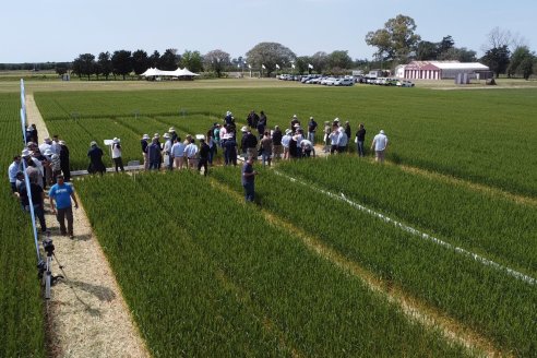 Jornada a Campo de Sumitomo-Chemical y Agrofe Campo - Presentación de Excalia Max en Victoria