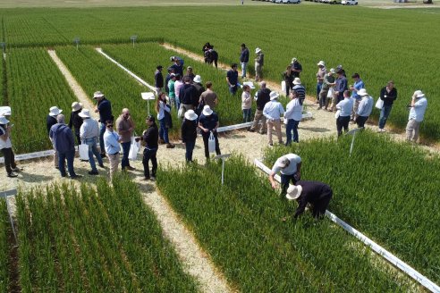 Jornada a Campo de Sumitomo-Chemical y Agrofe Campo - Presentación de Excalia Max en Victoria