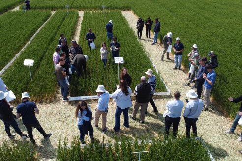 Jornada a Campo de Sumitomo-Chemical y Agrofe Campo - Presentación de Excalia Max en Victoria