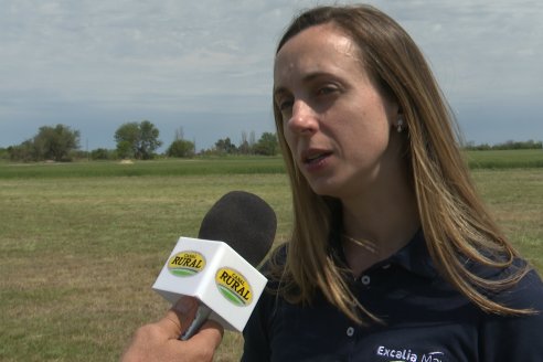 Jornada a Campo de Sumitomo-Chemical y Agrofe Campo - Presentación de Excalia Max en Victoria